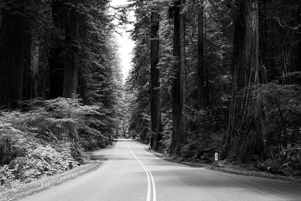 The Redwood National and State Parks