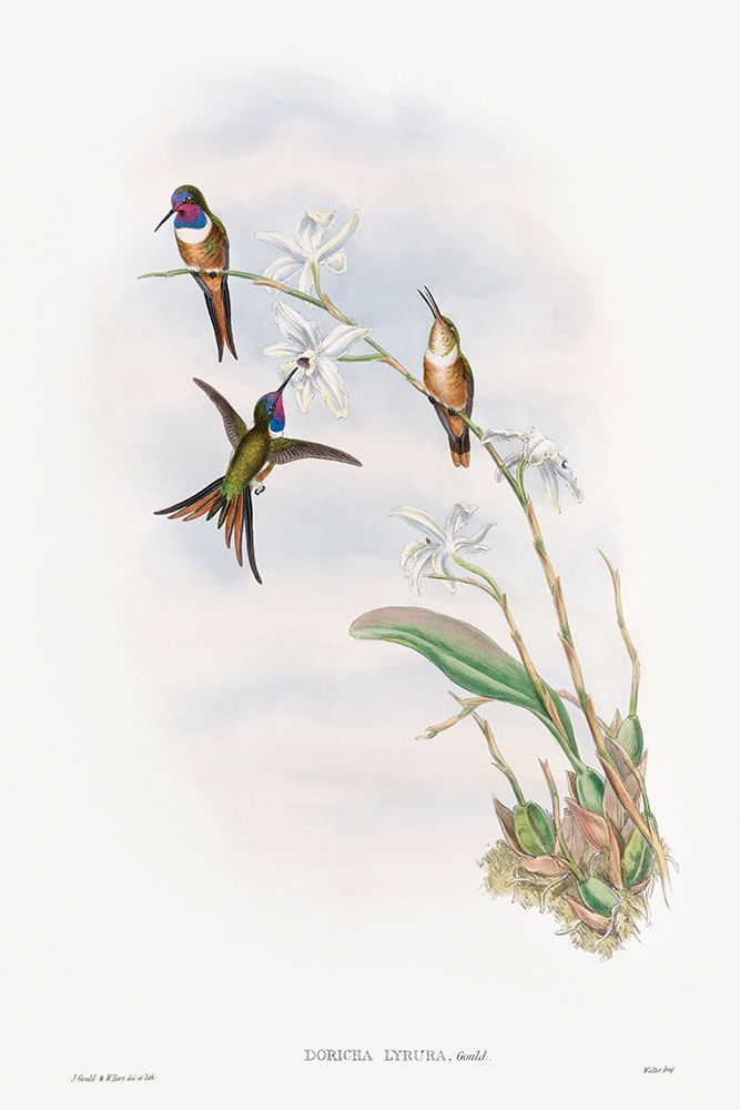 The family of hummingbirds
