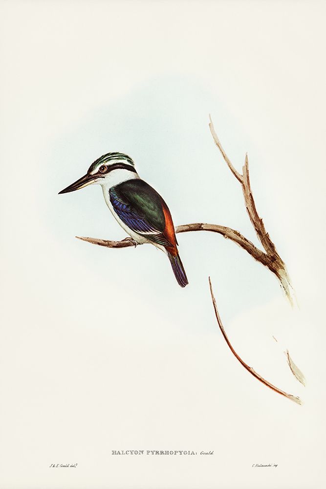 Red-backed Halcyon-Halcyon pyrrhopygia