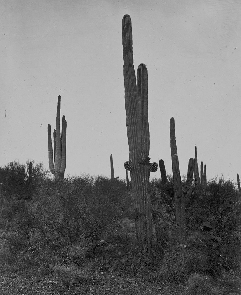 Cereus giganteus-Arizona