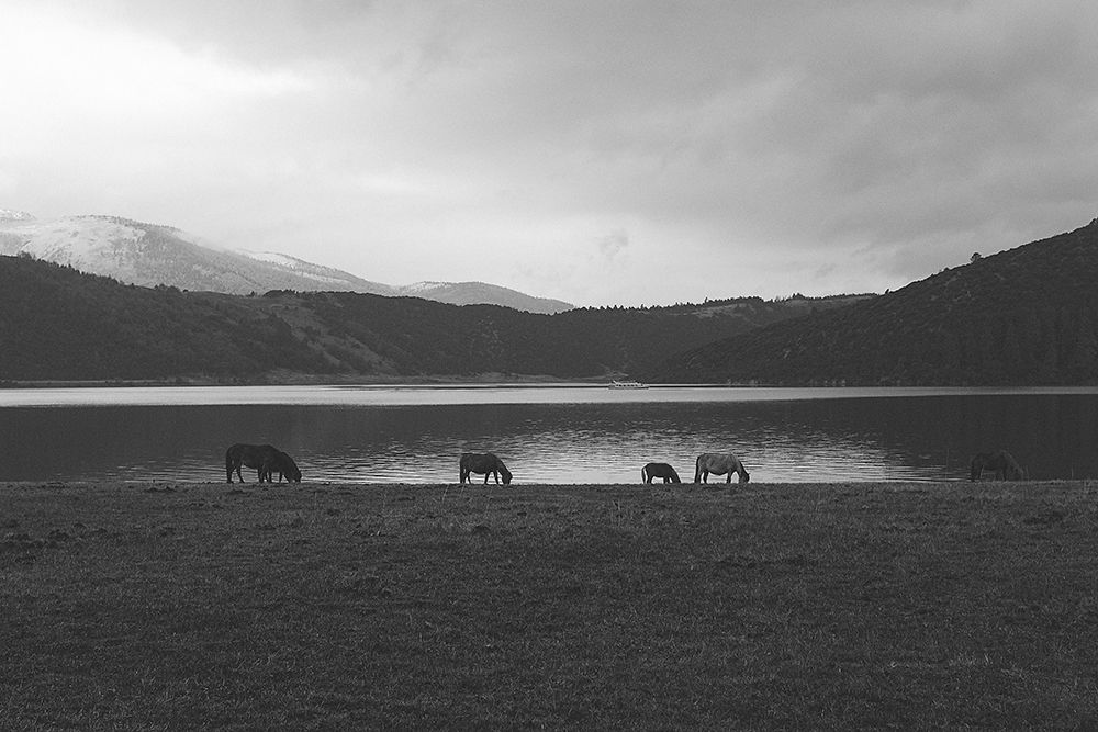 Lakeside Grazing