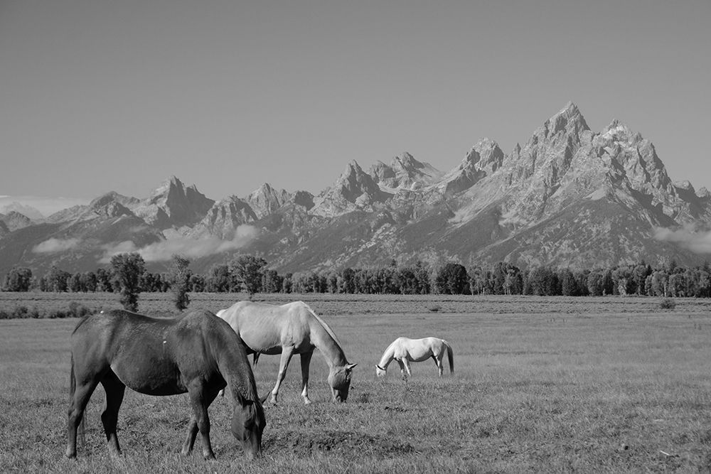 Meadow under the Mountains