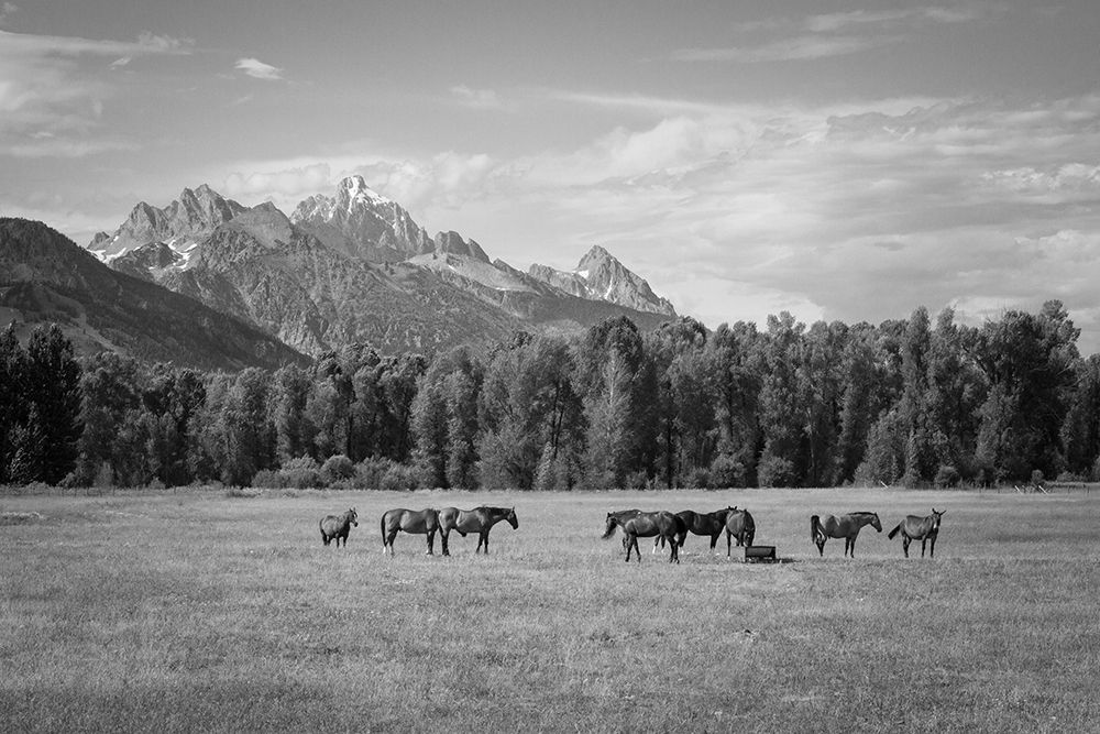 Summer Meadow I
