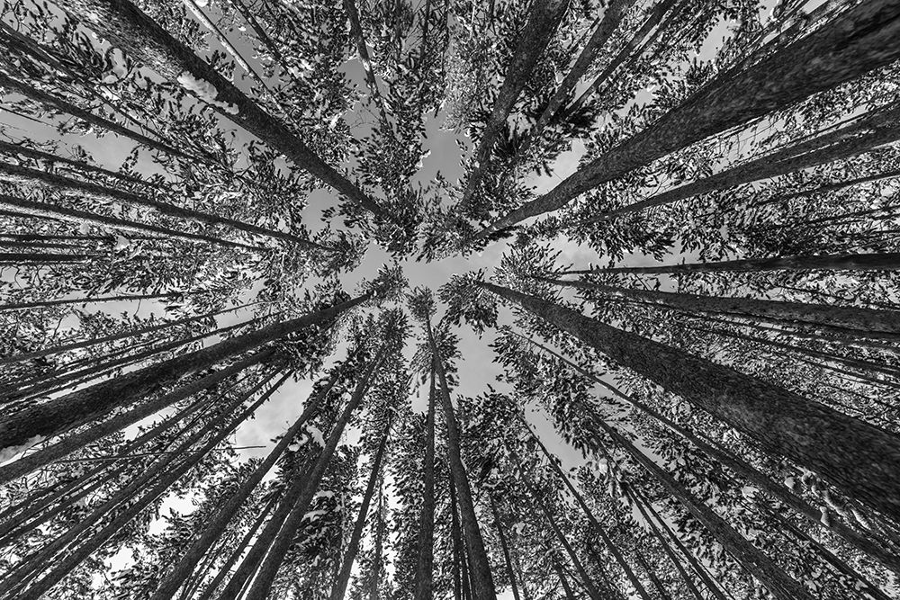 Lodgepole forest, Yellowstone National Park