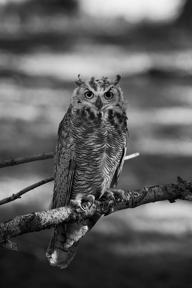 Great Horned Owl, Yellowstone National Park