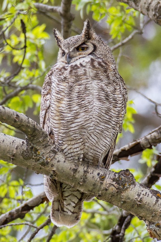 Great Horned Owl in Mammoth Hot Springs, Yellowstone National Park