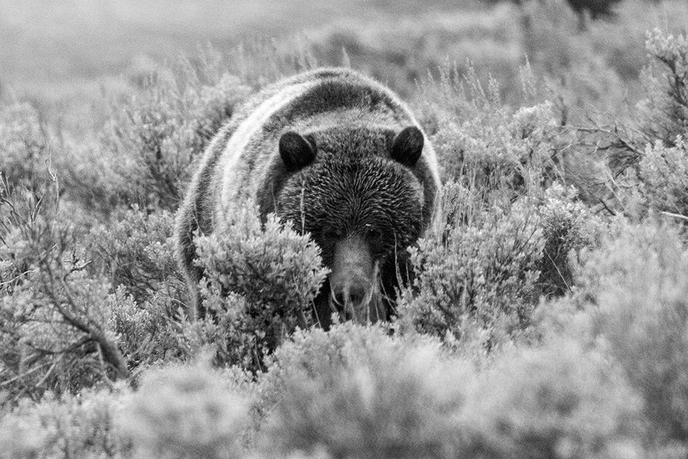 Grizzly Bear at Soda Butte Creek, Yellowstone National Park