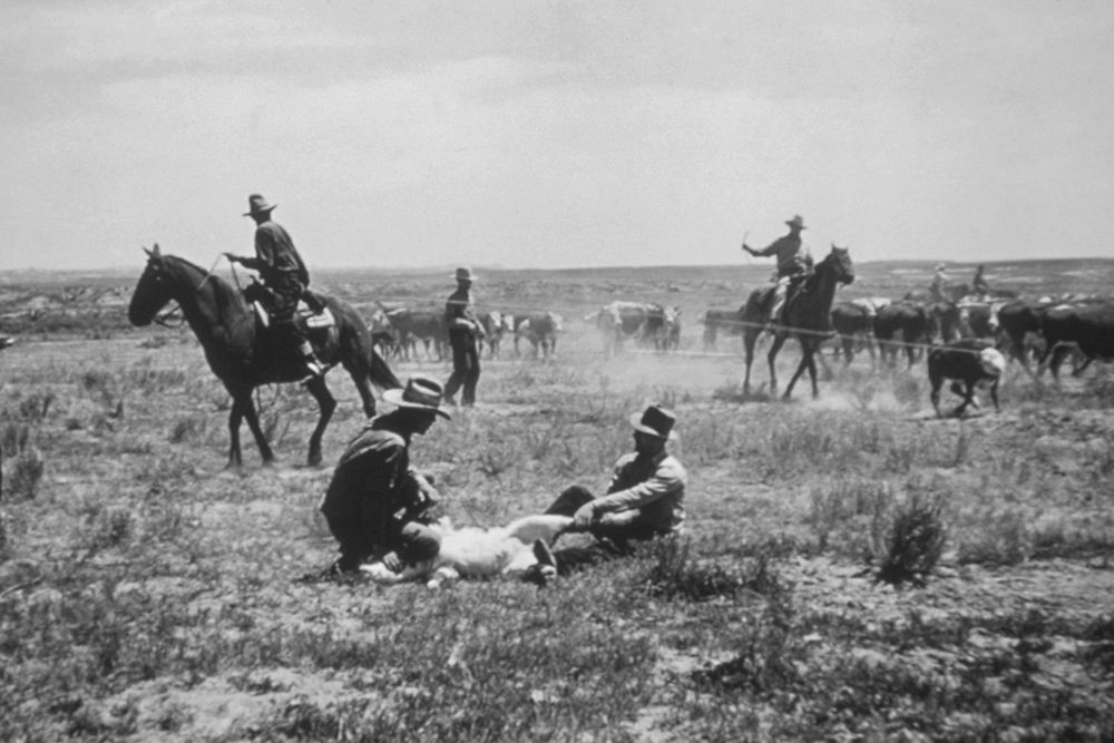 Cowboys working Calves