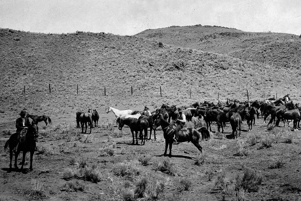 Horses from National Forest Rangers