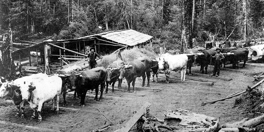 Logging with Ox Teams
