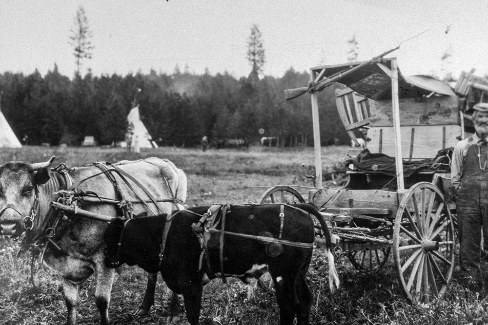 Oxen and Wagon-Old Oregon Trail