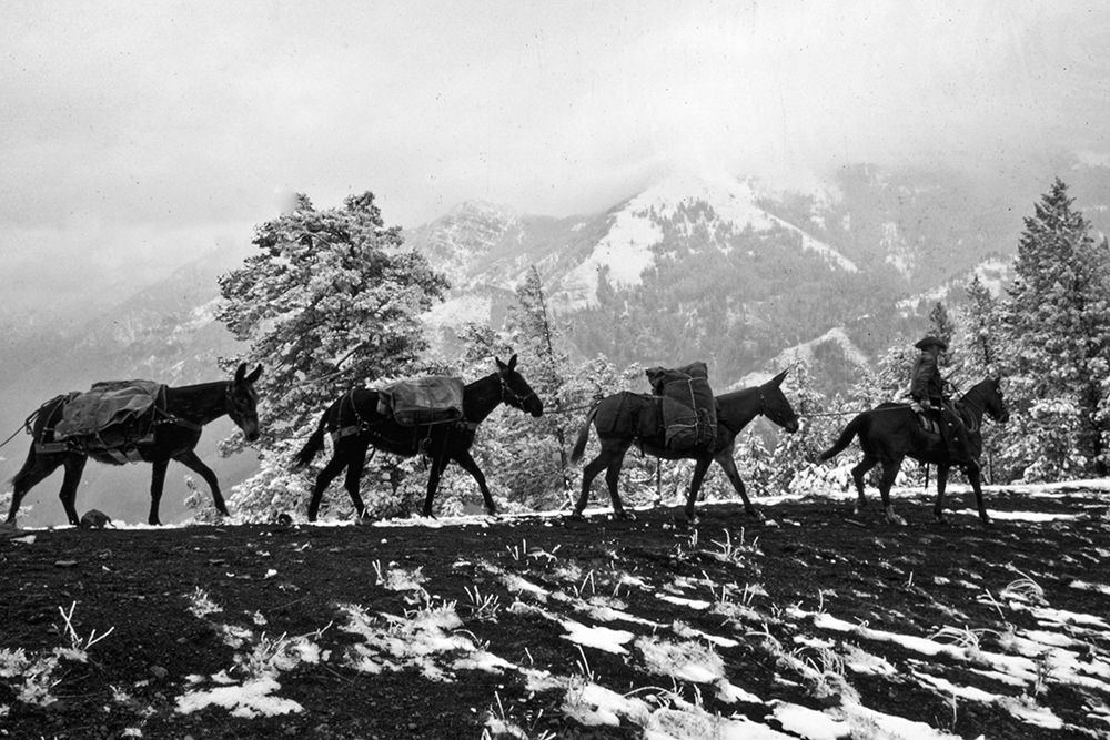 Winter Mule Packing