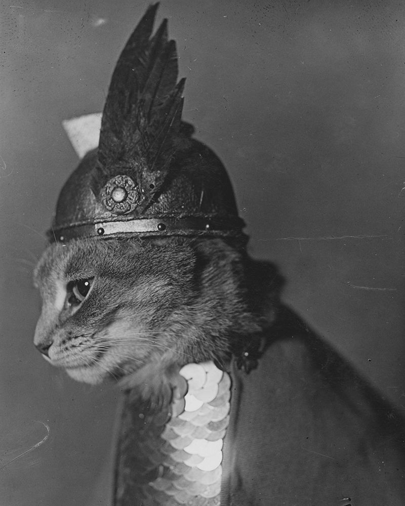 Brunnhilde the Cat
