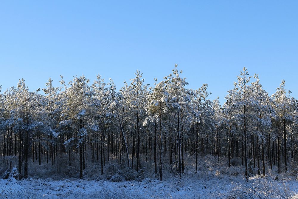 Treeline in Snow with Blue Sky-Alabama