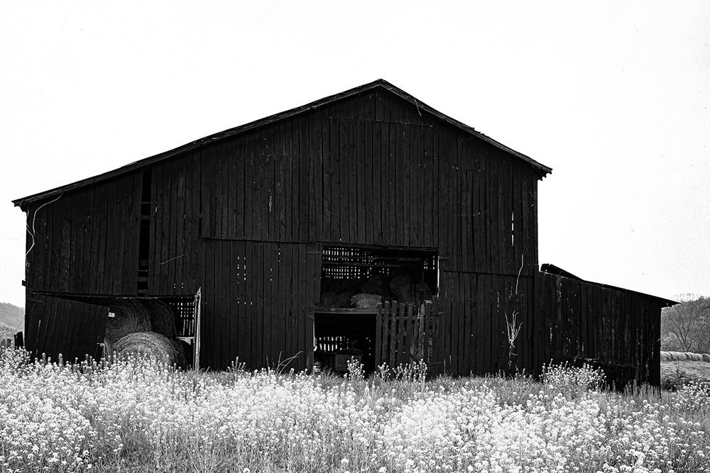 A Traditional Black Kentucky Tobacco Barn