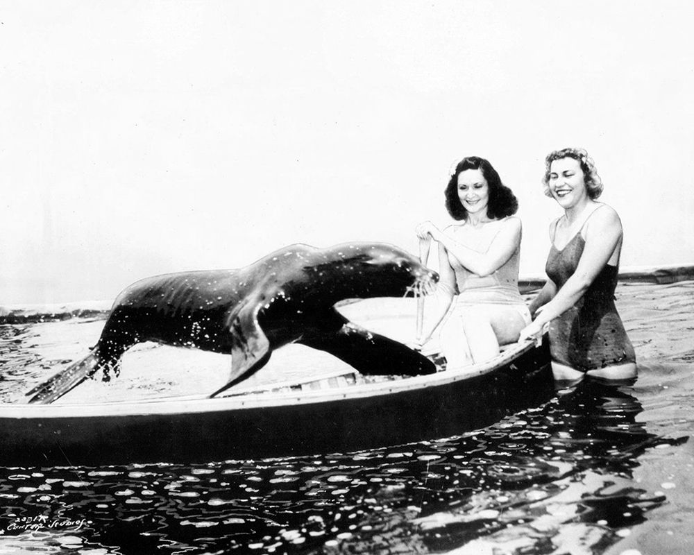 Sharkey the Seal, 1941