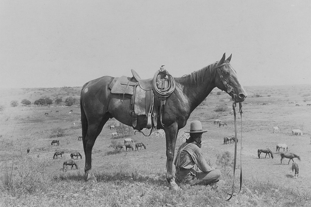 The Horse Wrangler
