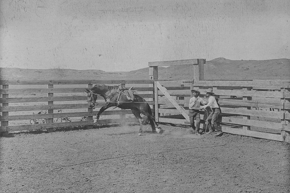 In the Bronc Pens
