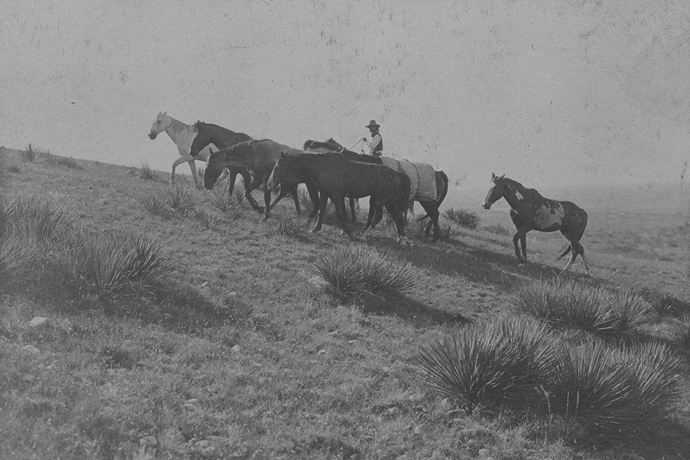 A Stray Man, and Mount