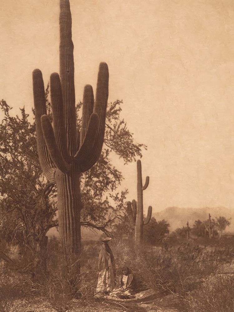 Saguaro Harvest - Pima 1907
