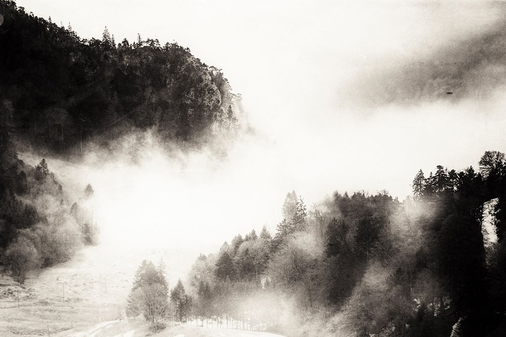 Fog in the Forest