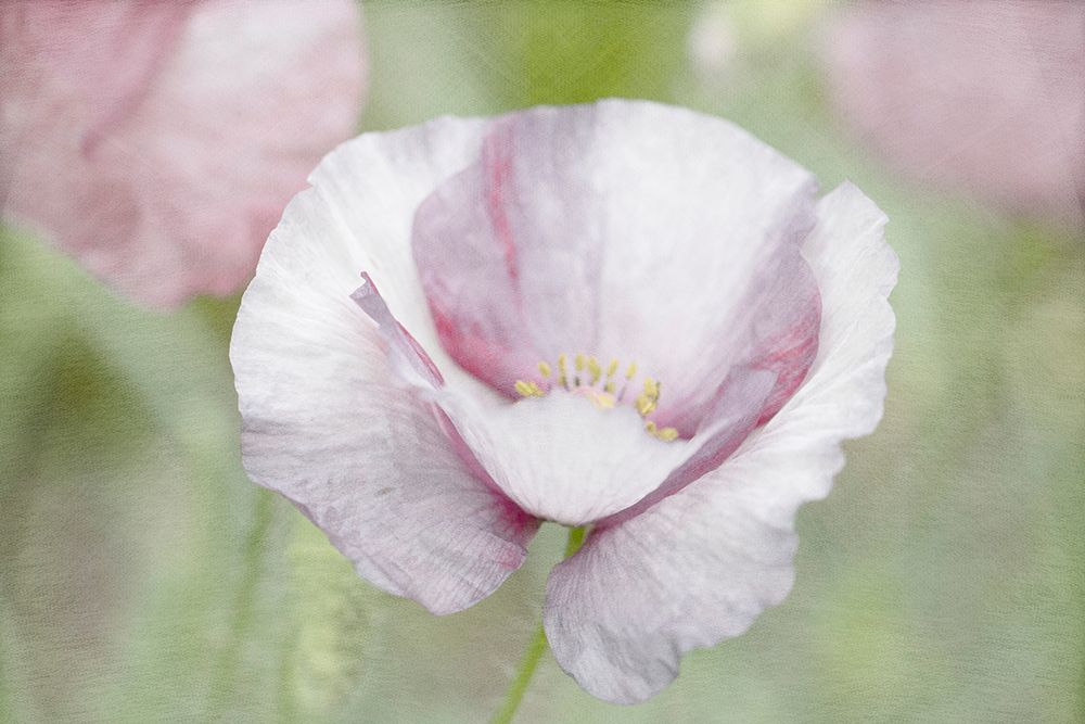 Soft Poppy
