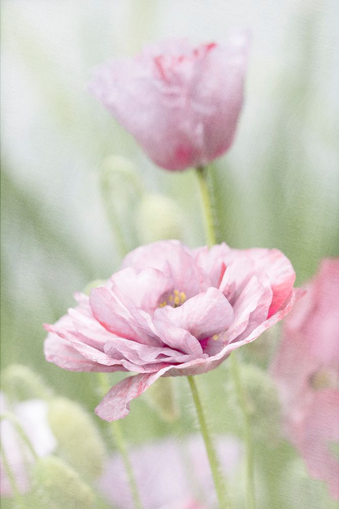 Two Poppies