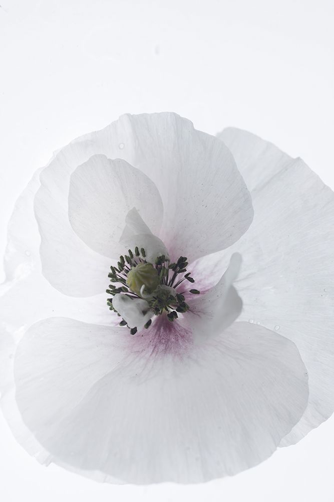 White Poppy