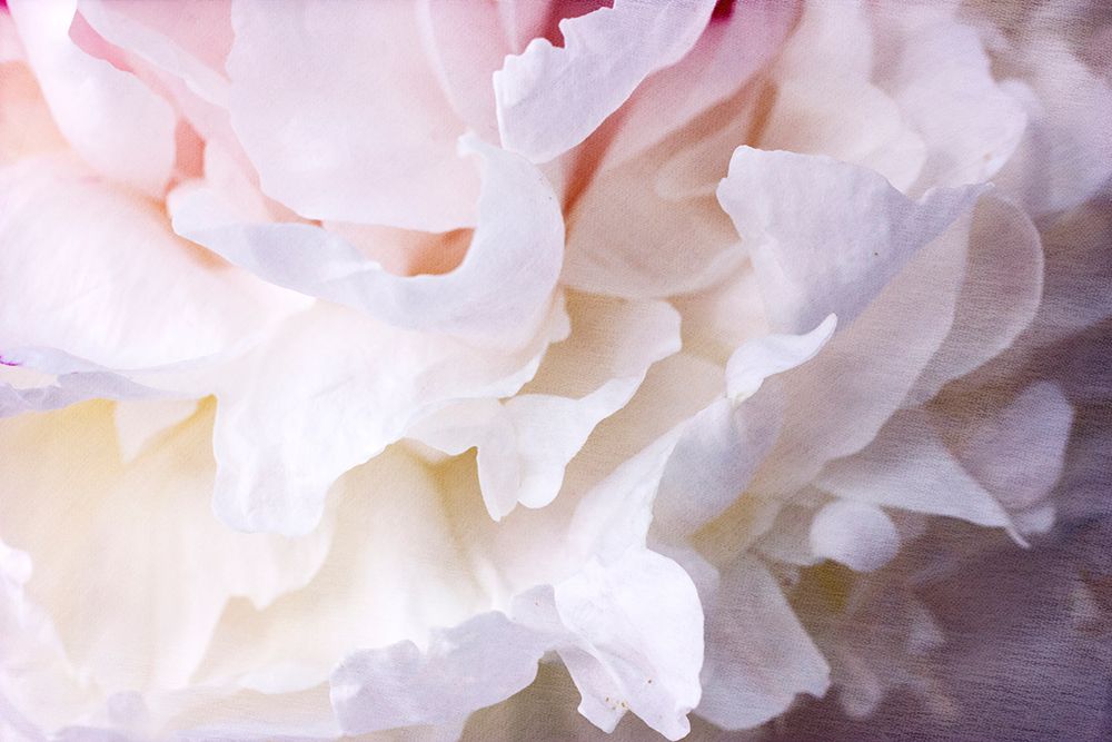 Peony Bliss