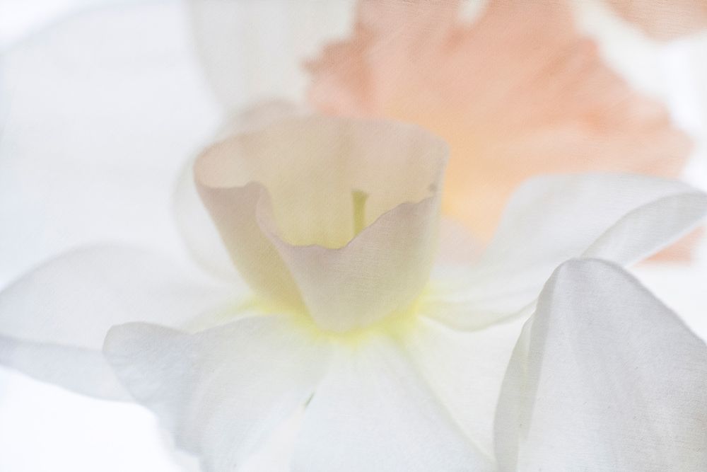 Daffodil Dream