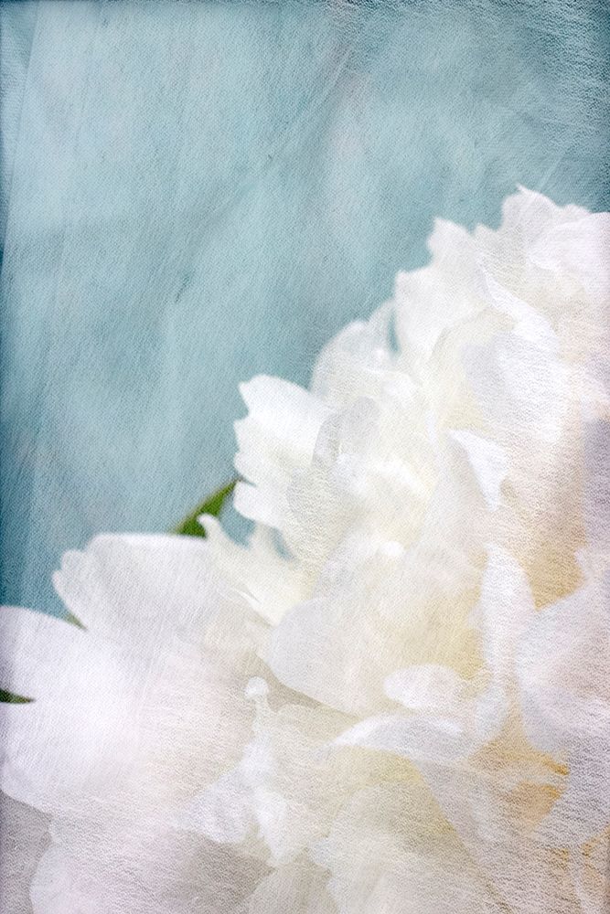 Peony Sky I