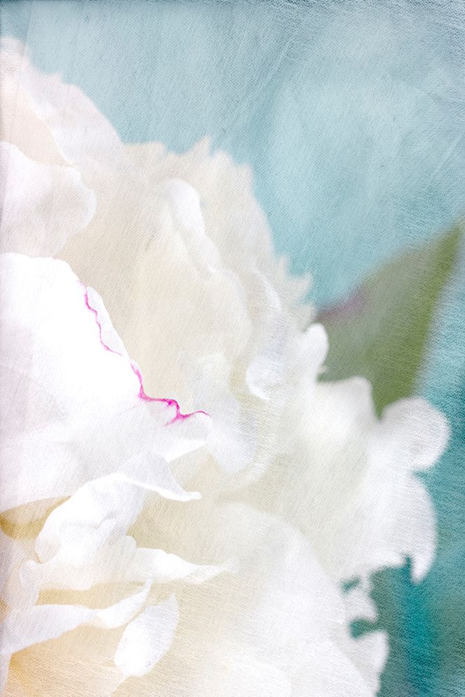 Peony Sky II