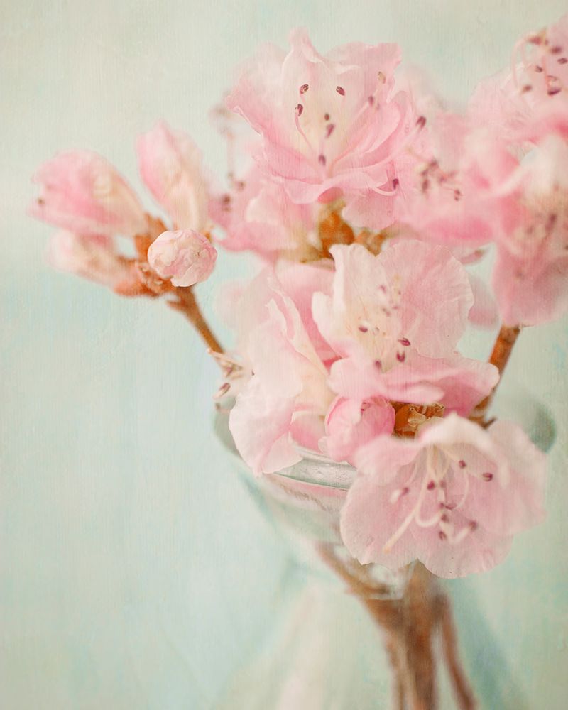 Azalea I