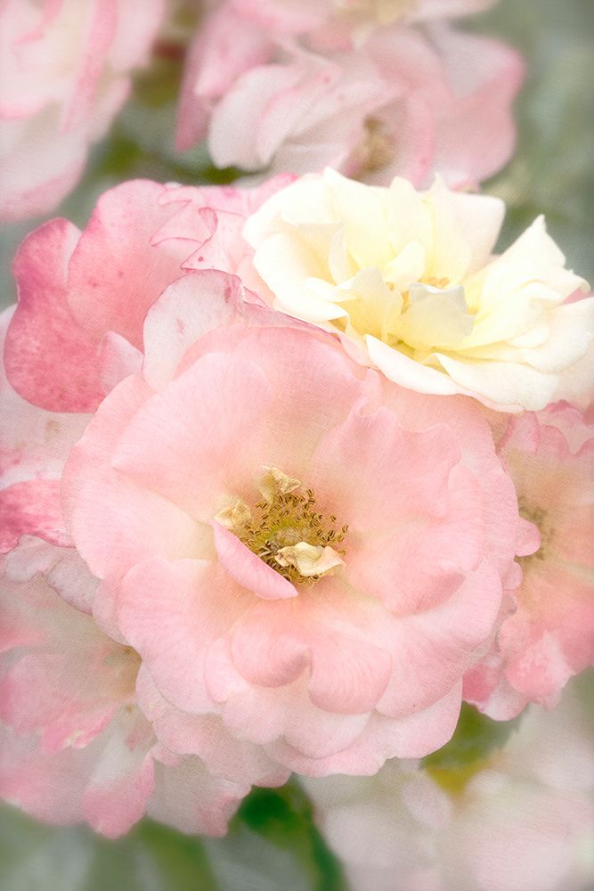 Pink Roses