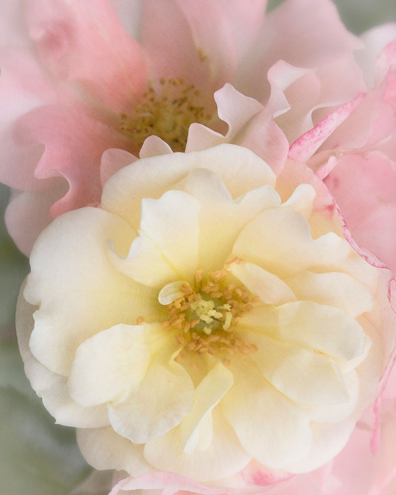 Yellow Rose