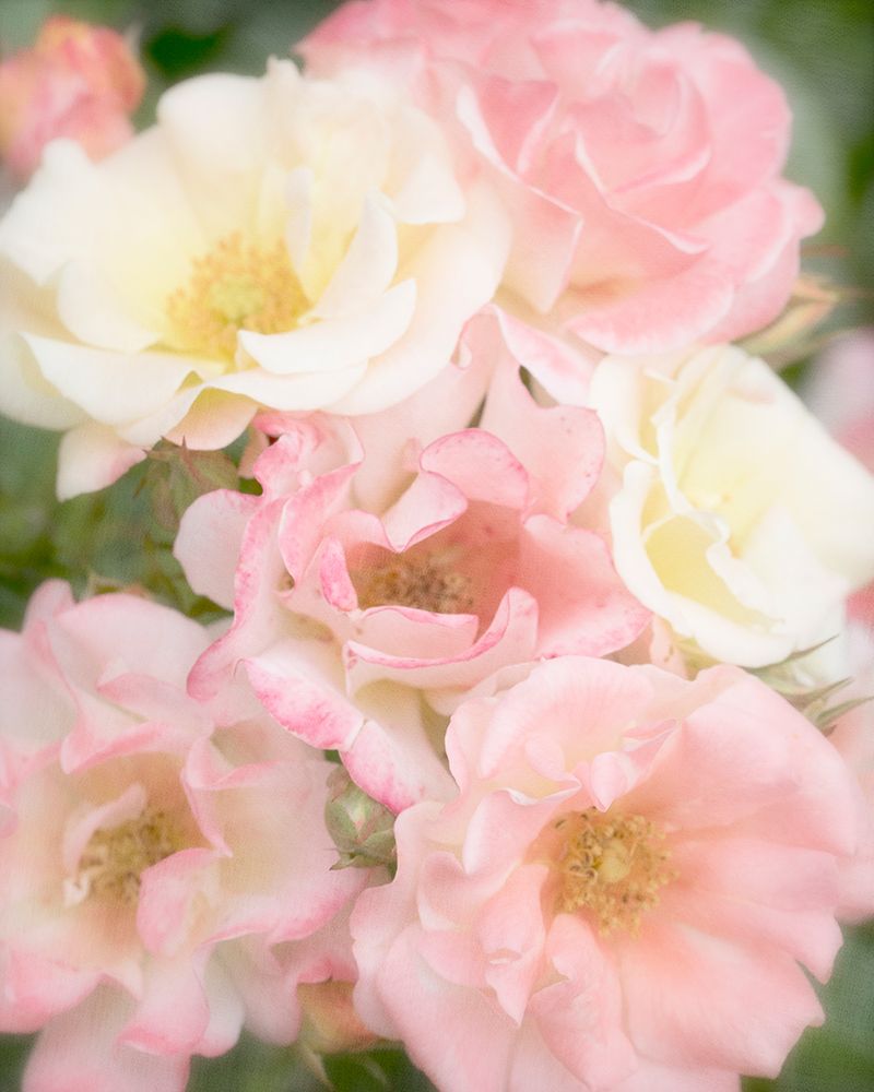 Roses