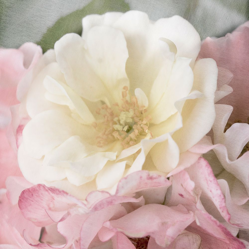 Soft Rose