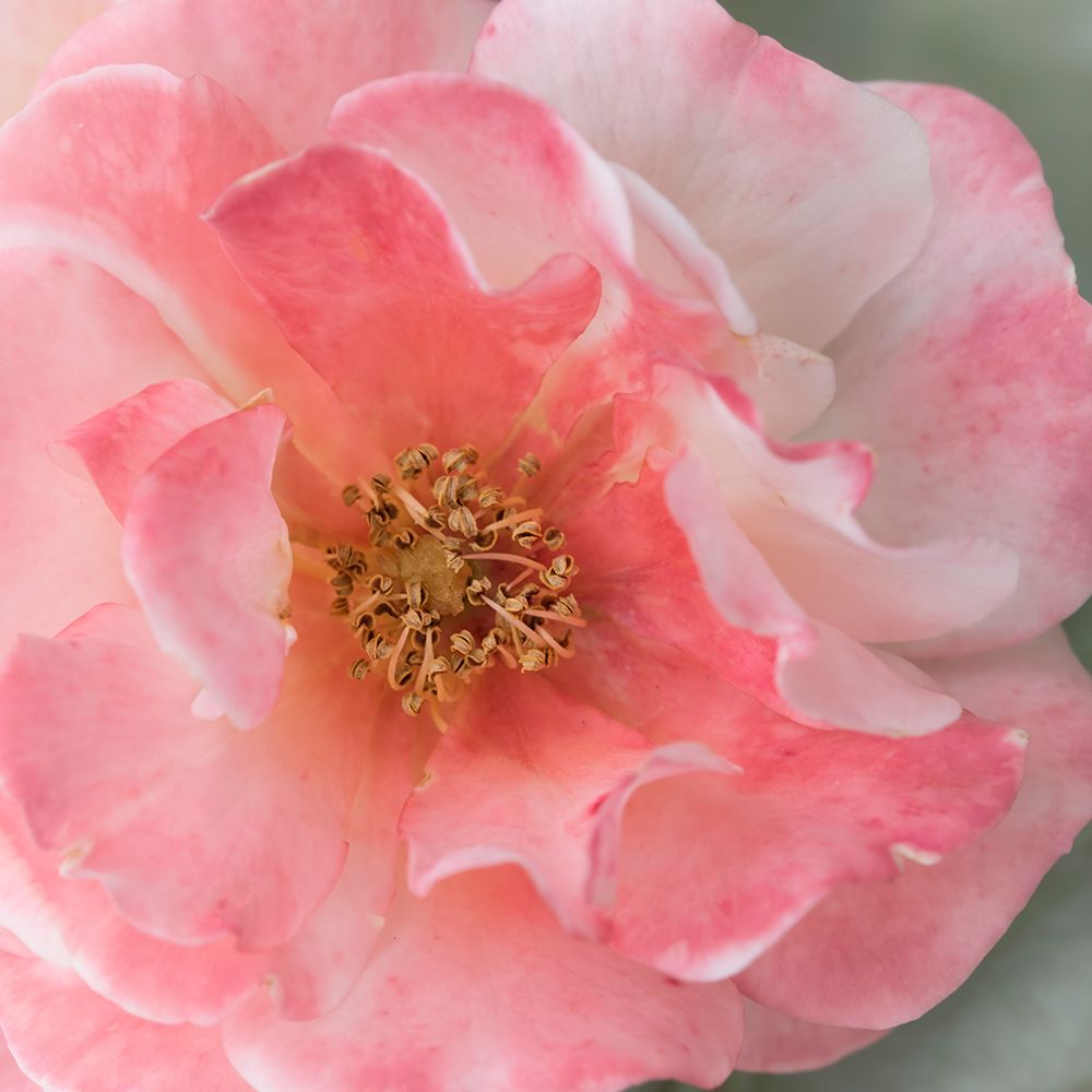 Coral Rose