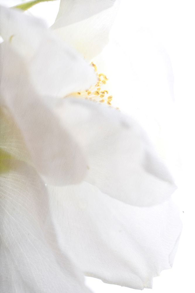 Petals