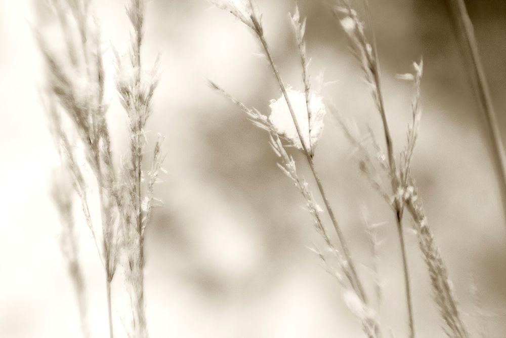 Grass at Dawn