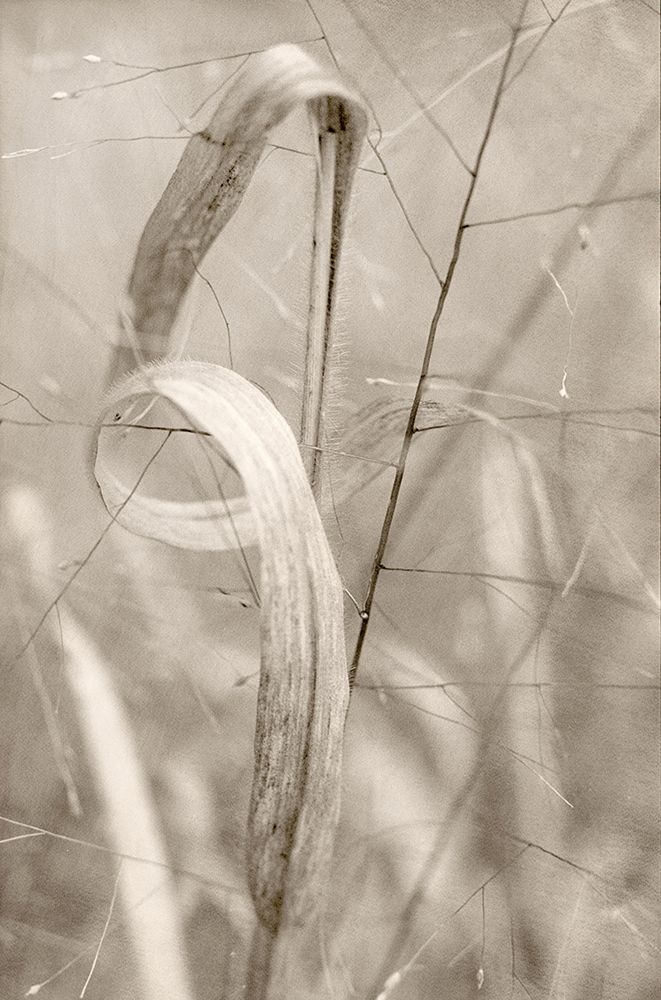 Meadow Grass