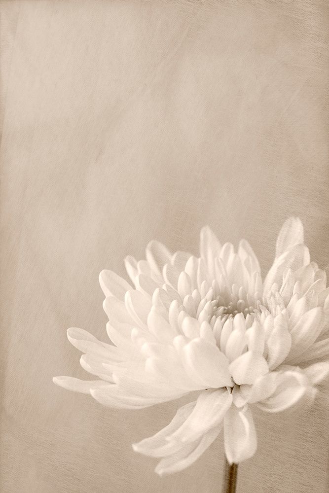 Crysanthemum