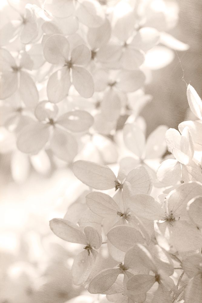 Sunlight