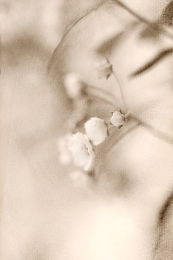 Softly