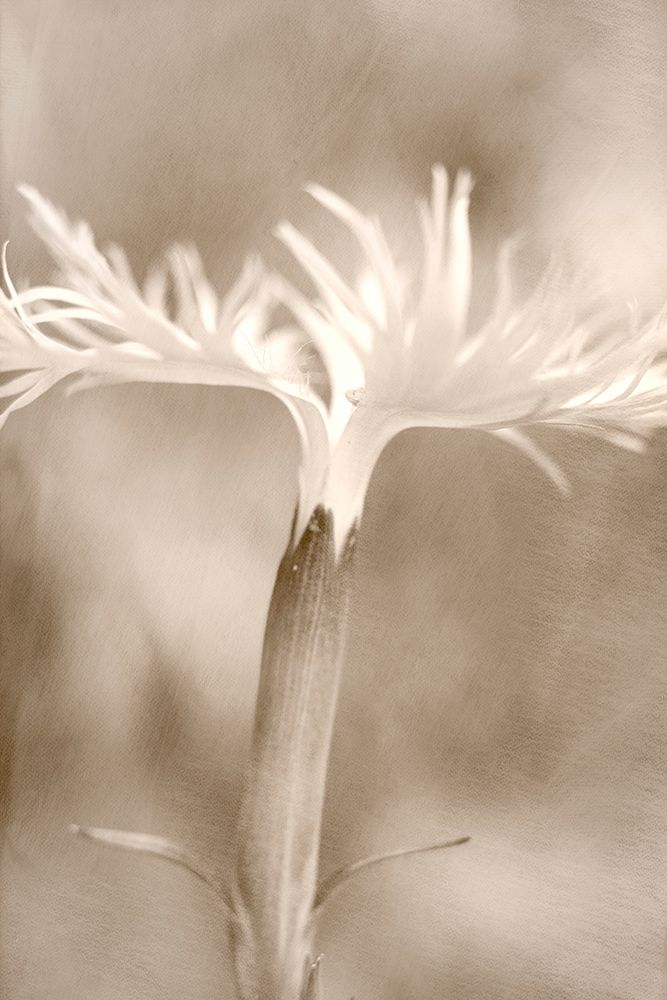 Dianthus