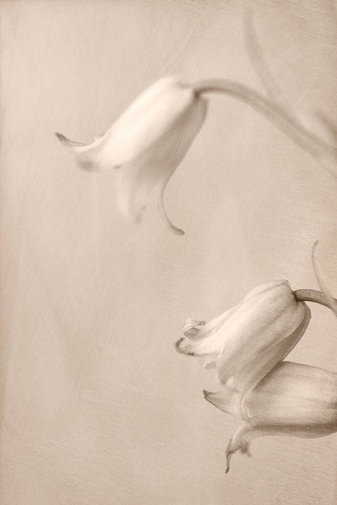 Bells