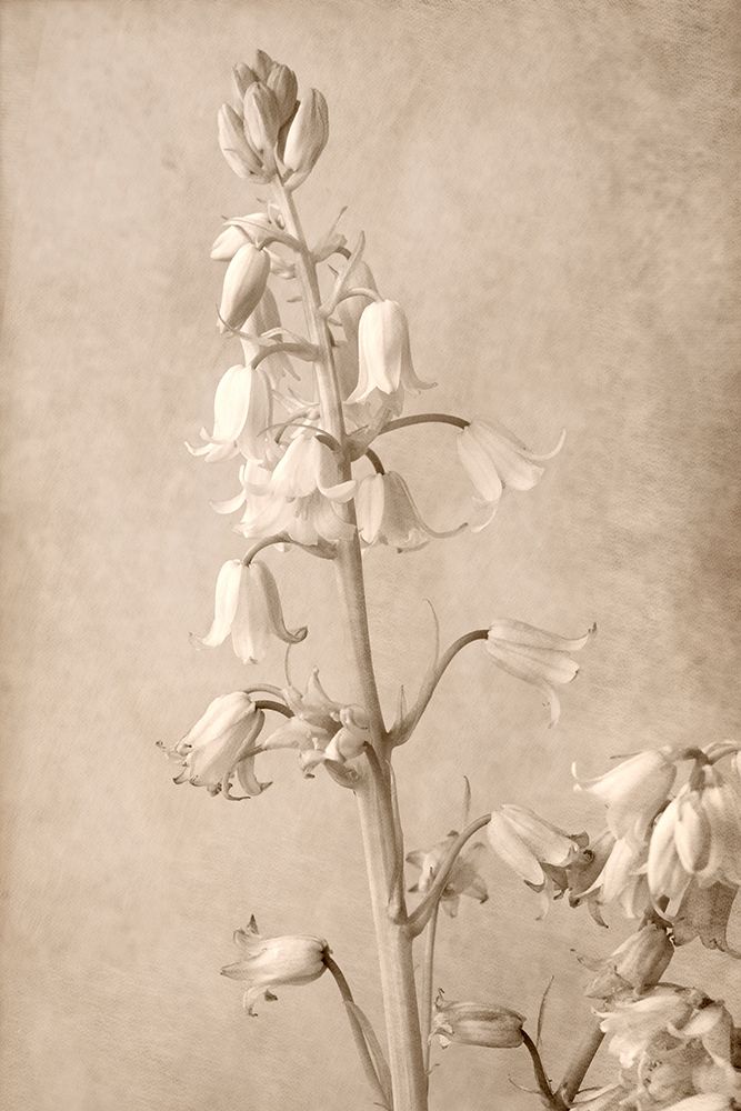 Spanish Bells