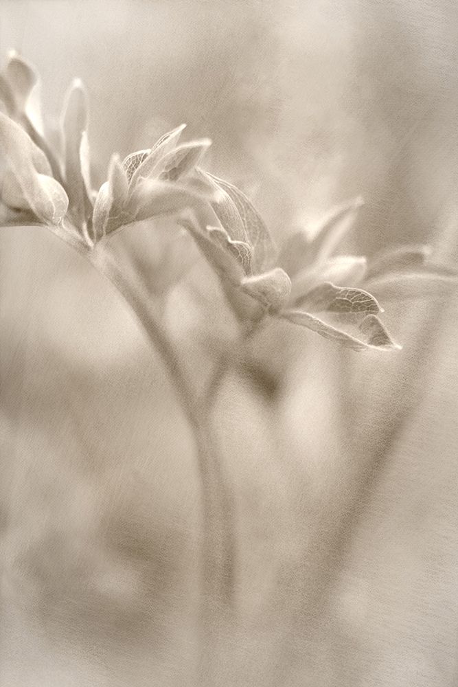 Summer II