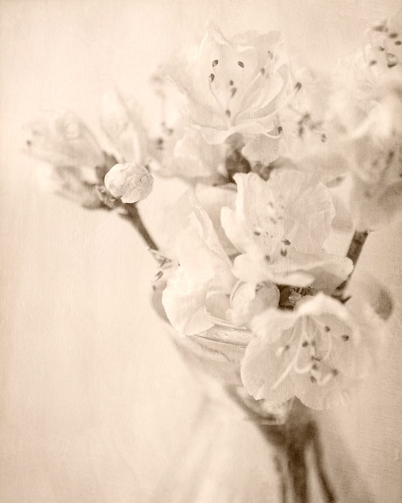 Azalea II