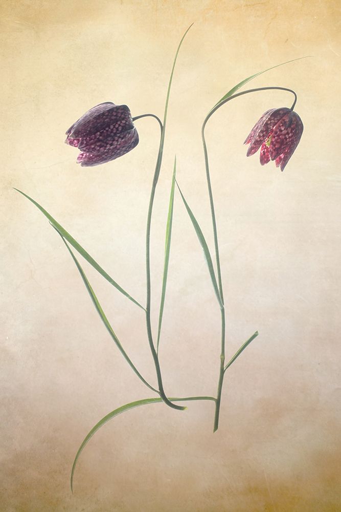 Fritillare I